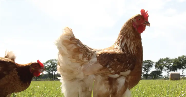 Close-up of free range hens
