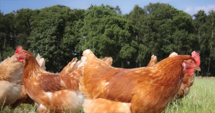 Free range hens outdoors