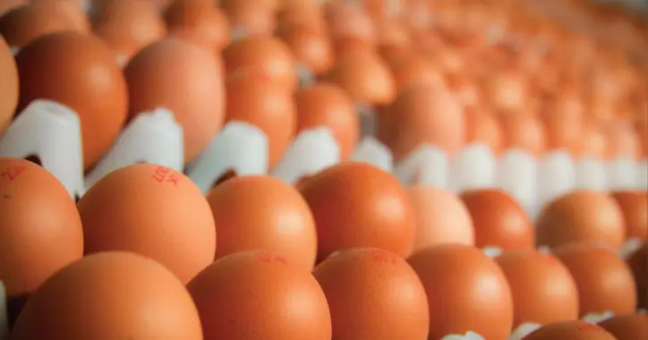 Packed free range eggs