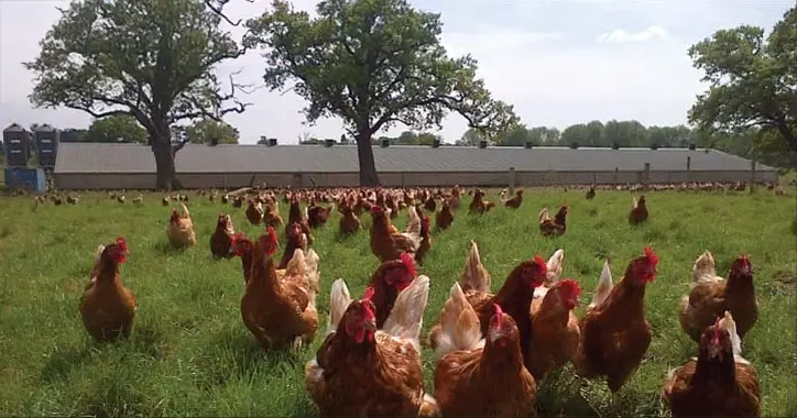 Free range hens in field