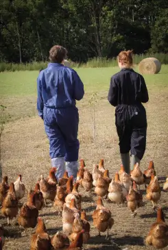 Chickens following two farmers walking away from camera through a fields